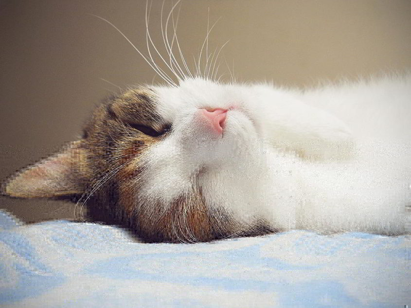 Nette Katze - Bild von Marta Lalova auf Pixabay