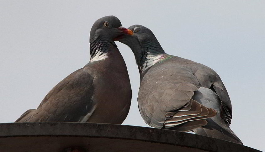 Flirtende Tauben - Bild von Frauke Feind auf Pixabay