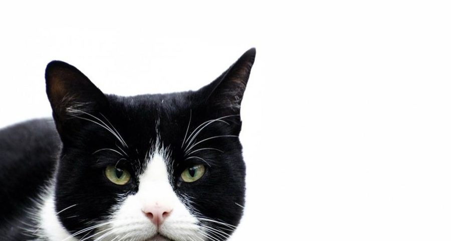 Die Katze als Stalker - Bild von PublicDomainPictures auf Pixabay