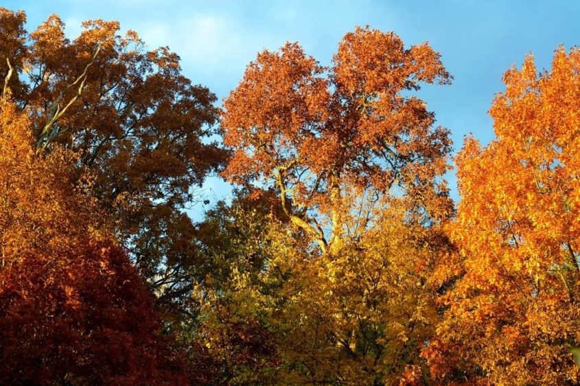 Laubbäume im Herbst - Bild von jessib381 auf Pixabay