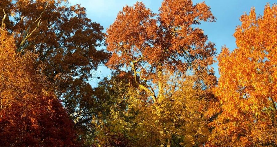 Laubbäume im Herbst - Bild von jessib381 auf Pixabay