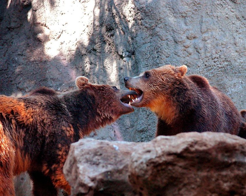 Bären beim Küssen - (C) clarita CC0 via morguefile.com