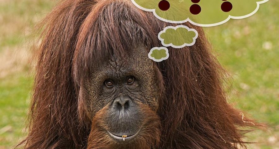 Ein denkender Affe - Bild von Gerd Altmann auf Pixabay