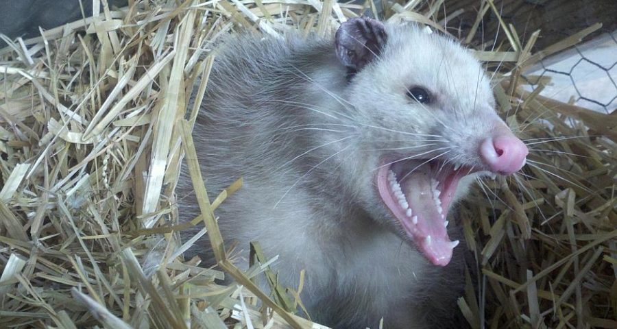 Opossum - Bild von Roy Guisinger auf Pixabay