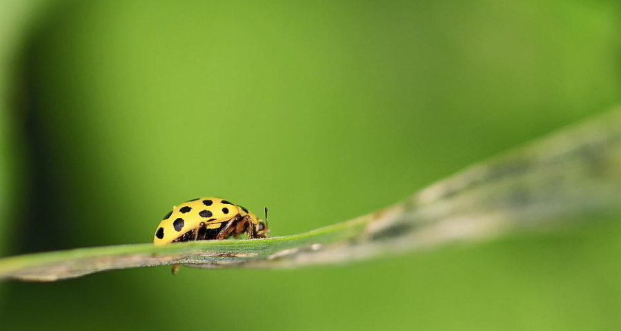 Ein Käfer auf'm Blatt - Bild von Paul Sprengers auf Pixabay