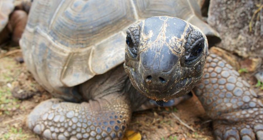 Eine alte Schildkröte auf den Seychellen - Bild von Peggy und Marco Lachmann-Anke auf Pixabay