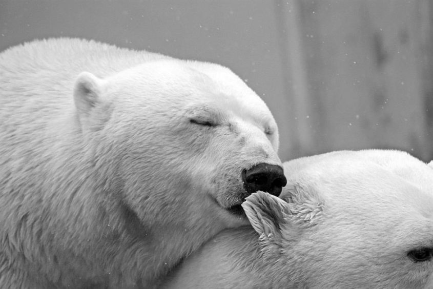 Küssende Eisbären - Bild von Desiree auf Pixabay