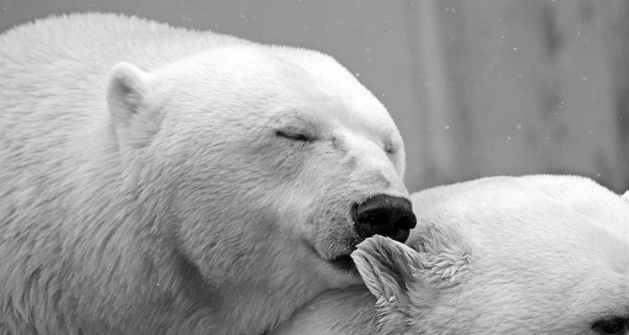 Küssende Eisbären - Bild von Desiree auf Pixabay