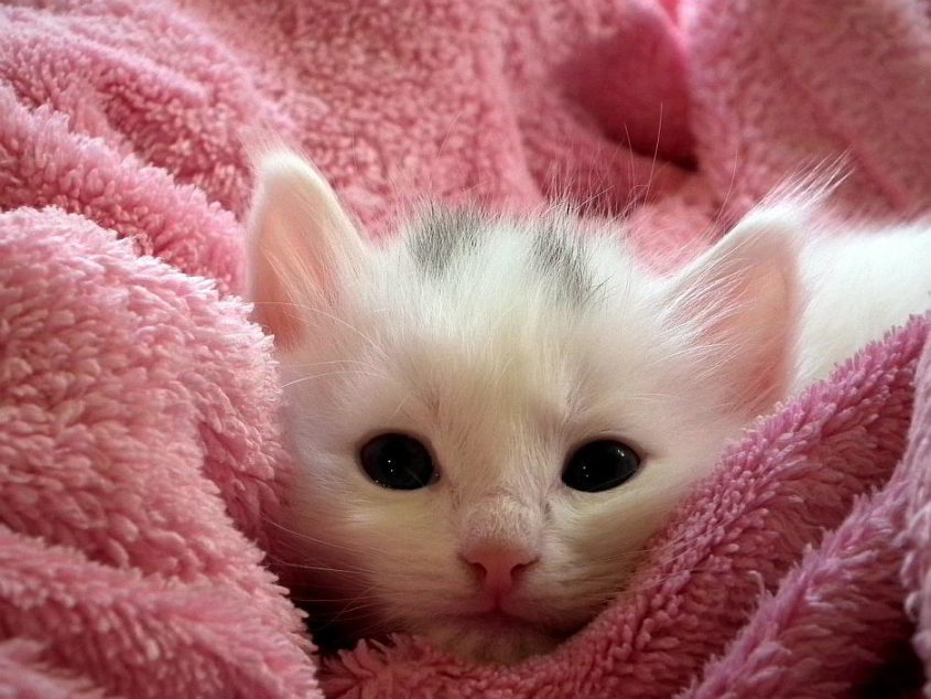 Ein kleines Kätzchen - (C) AllAnd CC0 via Pixabay.de