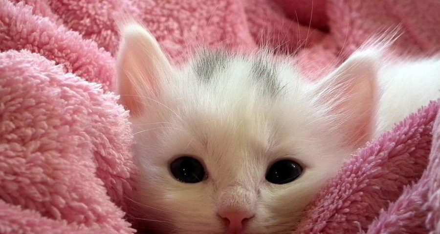 Ein kleines Kätzchen - Bild von ArtActiveArt auf Pixabay