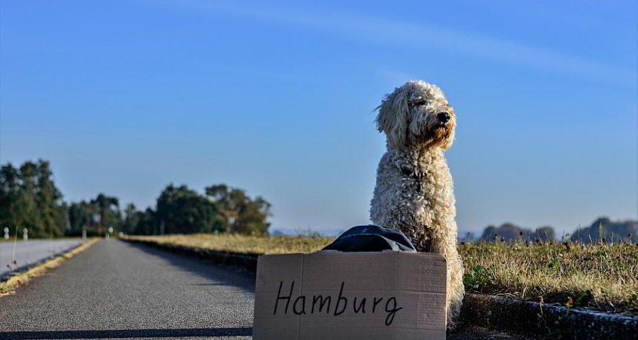 Ein trampender Hund - Bild von Daniel Brachlow auf Pixabay