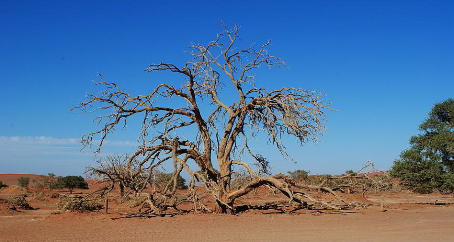 Ein vertrockneter Baum in der Namib-Wüste, Afrika - Bild von Nici Keil auf Pixabay
