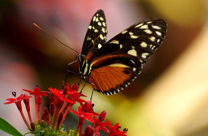 Der Schmetterling: das Caterpillar Girl von The Cure - (C) suju CC0 via Pixabay.com - https://pixabay.com/de/schmetterling-exotisch-falter-3333179/