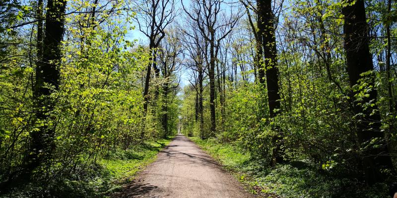 Das Oberholz in voller Pracht