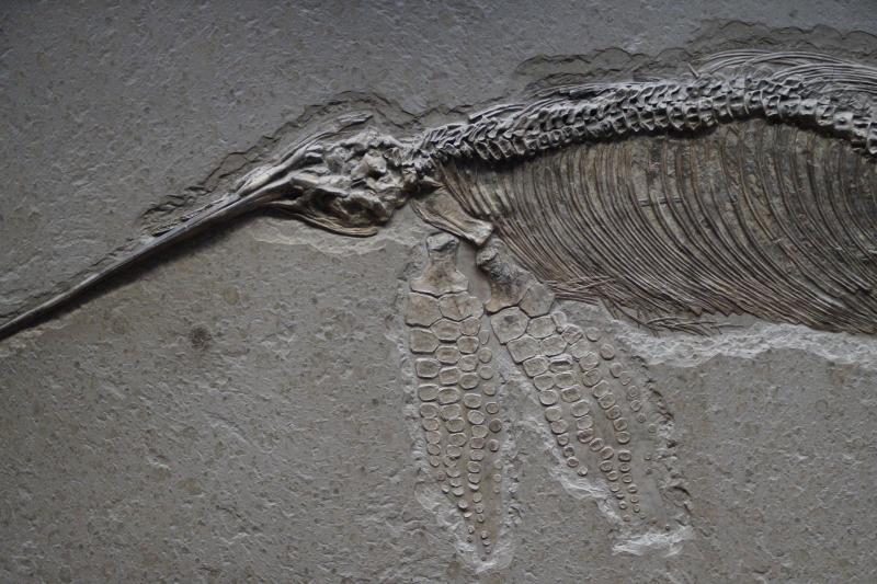 Ein Ichthyosaurus als Teil von The Greatest Show on Earth - (C) Efraimstochter -