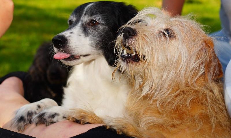 Sind Hunde Bettel-Influencer? - Bild von Karsten Paulick auf Pixabay