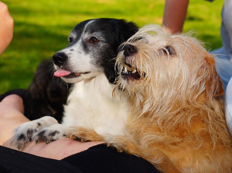 Sind Hunde Bettel-Influencer? - Bild von Karsten Paulick auf Pixabay