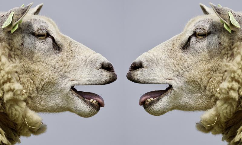 Blökende Schafe: Eine ganz normale Diskussion im Populismus - Bild von Susanne Jutzeler, Schweiz, auf Pixabay