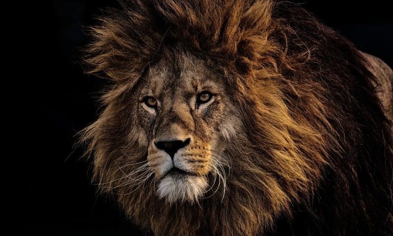 Brave: Der Löwe unter den Browsern? - Bild von Alexa auf Pixabay