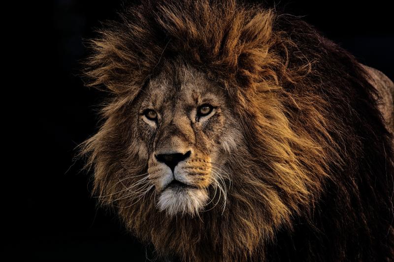 Brave: Der Löwe unter den Browsern? - Bild von Alexa auf Pixabay