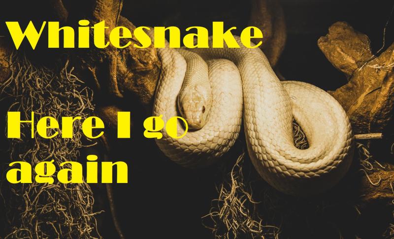 40 Jahre "Here I Go Again" von Whitesnake - Bild von WorldSpectrum auf Pixabay